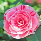 2 Plant Root Dad's Pink Camellia Japonica Live Plant KD001