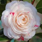 2 Plant Root April Dawn Camellia Japonica Live Plant KD001