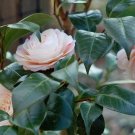 3 Plant Root April Dawn Camellia Japonica Live Plant KD001