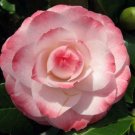 2 Plant Root Grace Albritton Camellia Japonica  Live Plant KD001