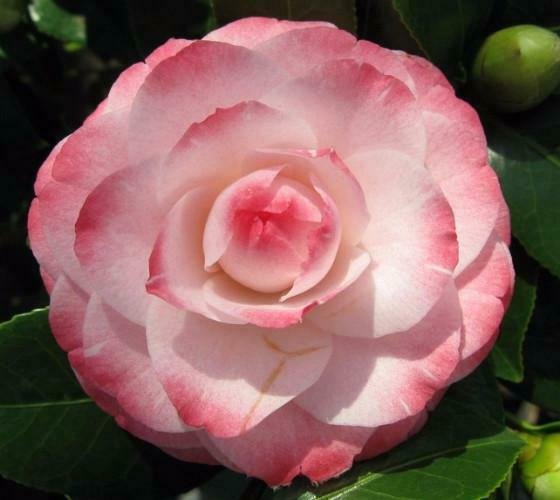 3 Plant Root Grace Albritton Camellia Japonica  Live Plant KD001