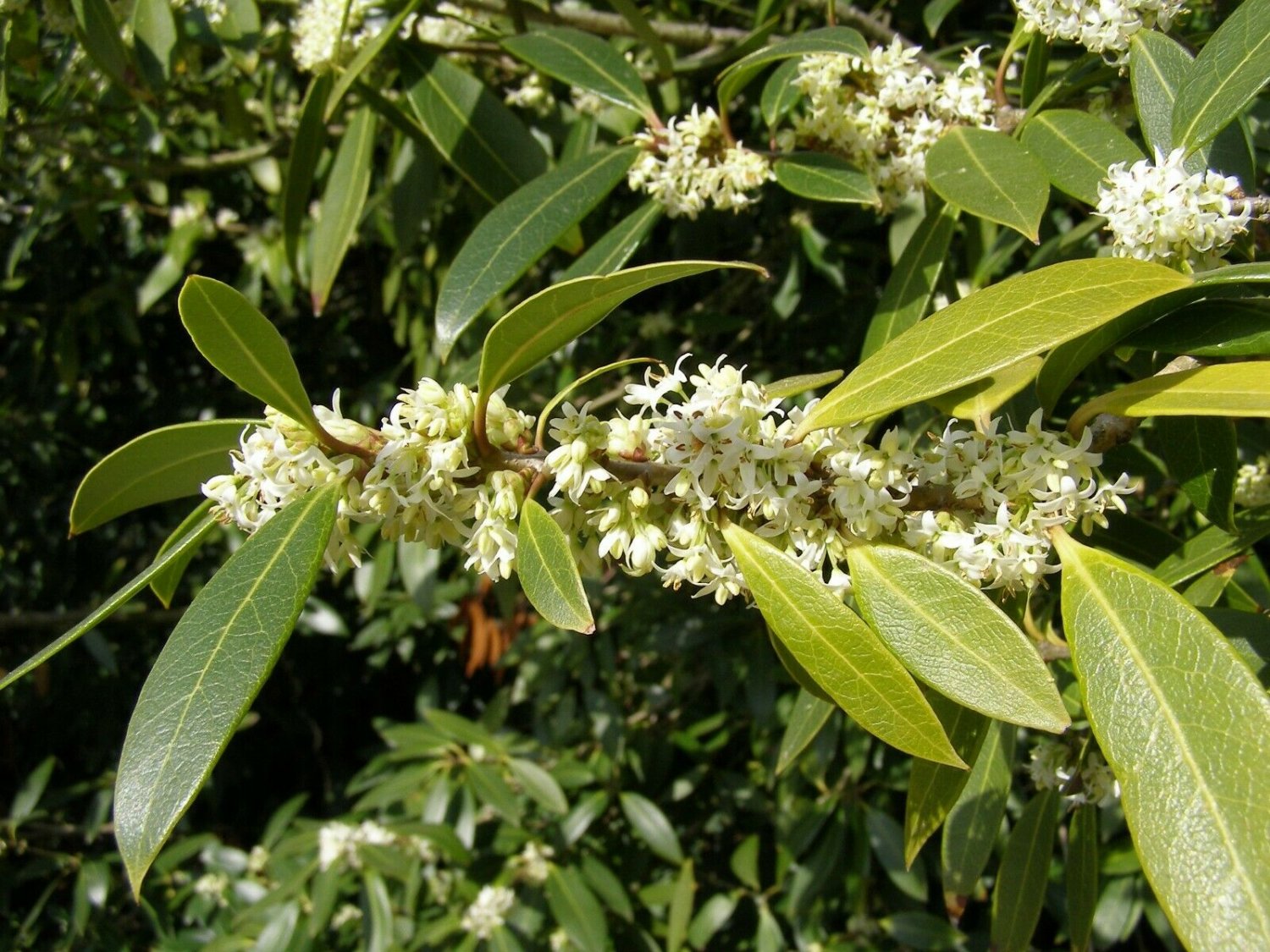 2 Plant Root Fudingzhu Fragrant Tea Olive ( osmanthus ) Live Plant KD001