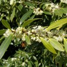 2 Plant Root Fudingzhu Fragrant Tea Olive ( osmanthus ) Live Plant KD001