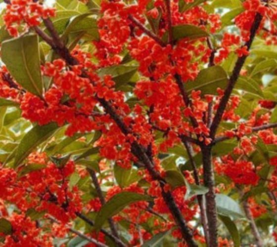 2 Plant Root Red Flowering Fragrant Tea Olive ( osmanthus) Live Plant KD001