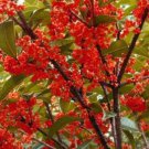3 Plant Root Red Flowering Fragrant Tea Olive ( osmanthus) Live Plant KD001