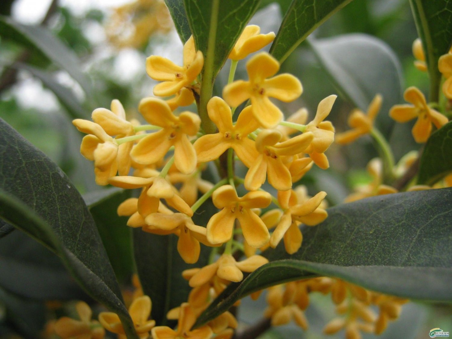 2 Plant Root Yellow Flowering Fragrant Tea Olive - osmanthus Live Plant KD001