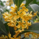 3 Plant Root Yellow Flowering Fragrant Tea Olive - osmanthus Live Plant KD001
