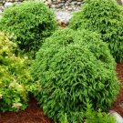 1 Plant Globosa Nana Dwarf Cryptomeria (japanese cedar) Live Plant KD001