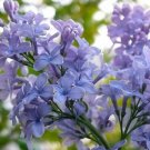 2 Plant President Grevy Blue French Lilac Live Plant Live Plant KD001