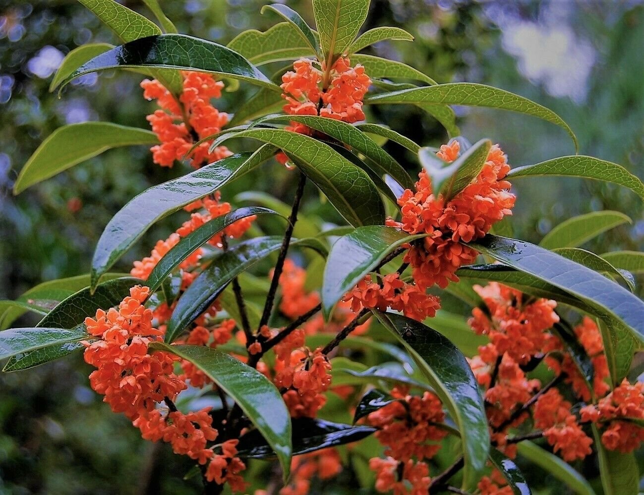 1 Plant Red Flowering Fragrant Tea Olive ( osmanthus ) Live Plant KD001