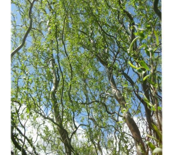 1 Plant Golden Curls Corkscrew Weeping Willow Live Plant KD001