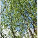 1 Plant Golden Curls Corkscrew Weeping Willow Live Plant KD001