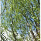 3 Plant Golden Curls Corkscrew Weeping Willow Live Plant KD001