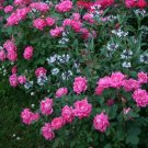 3 Plant Pink Double Knock Out Rose Live Plant Full Gallon Pot Live Plant KD001