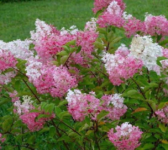 2 Plant Vanilla Strawberry Pink Panicle Hydrangea Live Plant KD001