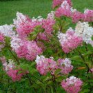 3 Plant Vanilla Strawberry Pink Panicle Hydrangea Live Plant KD001