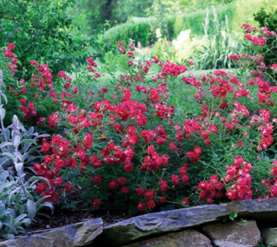 1 Plant Red Drift Groundcover Rose Live Plant KD001