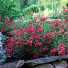 1 Plant Red Drift Groundcover Rose Live Plant KD001