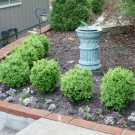 3 Plant True Dwarf English Boxwood ( buxus )  Live Plant KD001