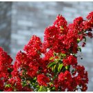 1 Plant Red Rocket Crape Myrtle Tree Live Plant KD001