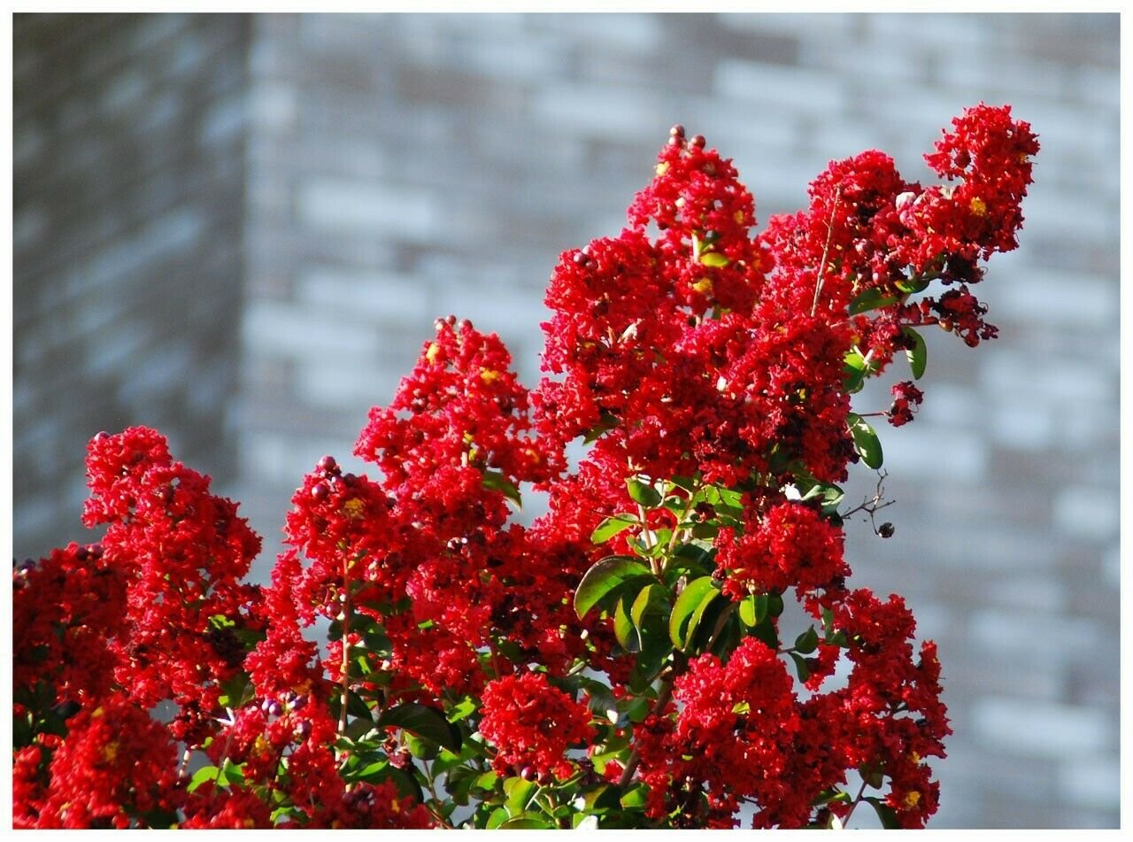 2 Plant Red Rocket Crape Myrtle Tree Live Plant KD001