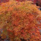 1 Plant Orangeola Weeping Laceleaf Japanese Maple Tree Live Plant KD001