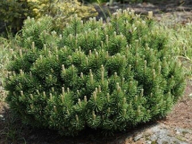 2 Plant Dwarf Mugo Pine - Live Plant KD001