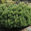 3 Plant Dwarf Mugo Pine - Live Plant KD001
