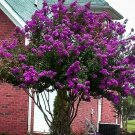 1 Plant Catawba Purple Crape Myrtle Tree Live Plant KD001