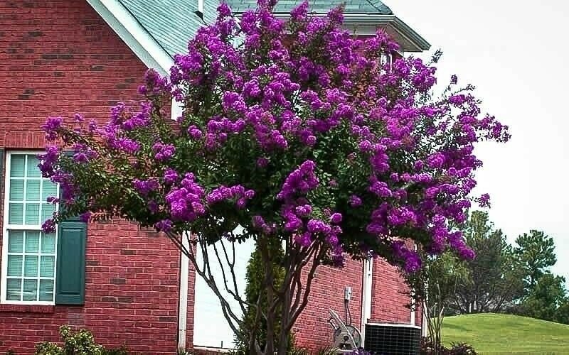 3 Plant Catawba Purple Crape Myrtle Tree Live Plant KD001