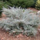 2 Plant Angelica Blue Spreading Juniper Live Plant KD001