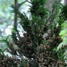 1 Plant Black Dragon Cryptomeria Tree ( japanese cedar ) Live Plant KD001