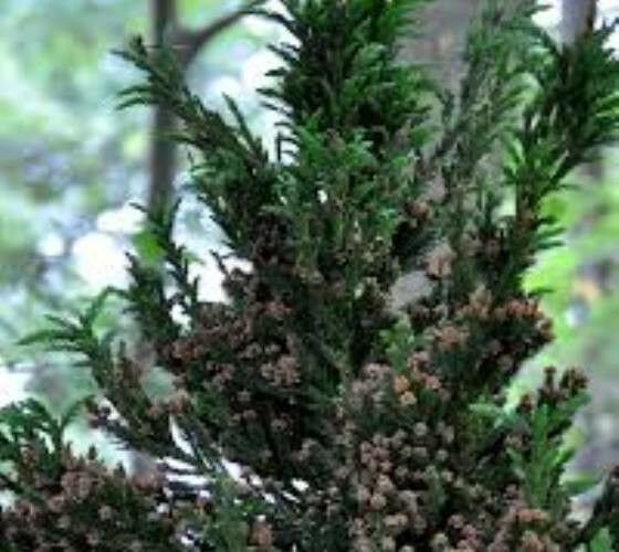 2 Plant Black Dragon Cryptomeria Tree ( japanese cedar ) Live Plant KD001