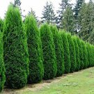 3 Plant Emerald Green Arborvitae Tree ( Thuja ) Live Plant KD001