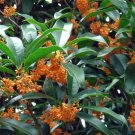 1 Plant Orange Flowering Fragrant Tea Olive (osmanthus) Live Plant KD001