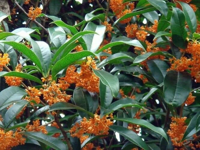 2 Plant Orange Flowering Fragrant Tea Olive (osmanthus) Live Plant KD001