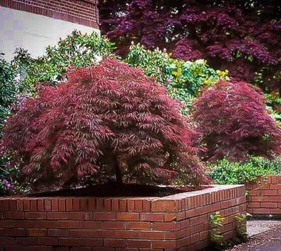 3 Plant Red Dragon Weeping Japanese Maple Live Plant KD001