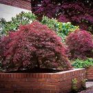 3 Plant Red Dragon Weeping Japanese Maple Live Plant KD001