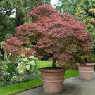 3 Plant Tamukeyama Weeping Japanese Maple Live Plant KD001