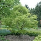 1 Plant Koto No Ito Japanese Maple Tree Live Plant KD001