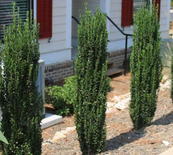 2 Plant Sky Pencil Japanese Holly Tree Live Plant KD001
