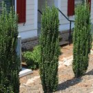 2 Plant Sky Pencil Japanese Holly Tree Live Plant KD001