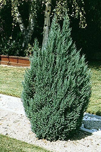 1 Plant Blue Point Upright Juniper Tree Live Plant KD001
