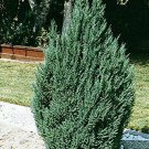 1 Plant Blue Point Upright Juniper Tree Live Plant KD001