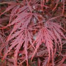 3 Plant Crimson Queen Laceleaf Weeping Japanese Maple KD001