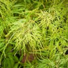 1 Plant Lemon Lime Lace Weeping Japanese Maple Tree KD001