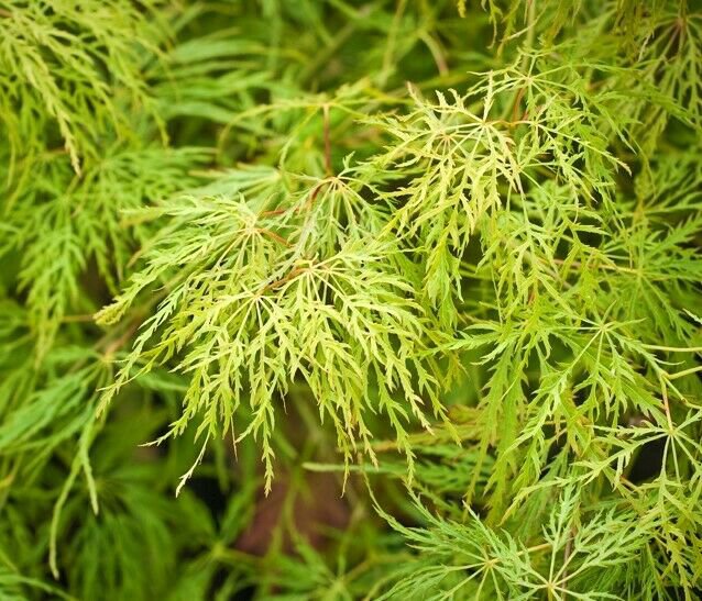 2 Plant Lemon Lime Lace Weeping Japanese Maple Tree KD001