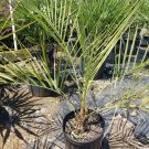 1 Plant Pindo Palm tree ( Butia capitata ) Live Plant KD001
