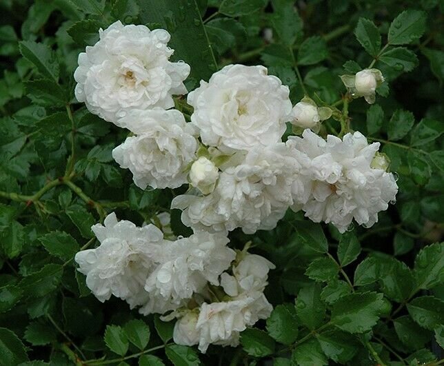 1 Plant White Drift Groundcover Rose Live Plant KD001