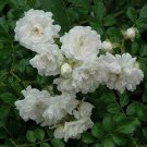 1 Plant White Drift Groundcover Rose Live Plant KD001